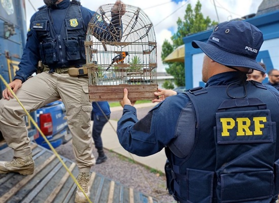 Policia Rodoviária Federal resgata aves comercializadas ilegalmente