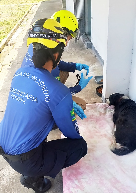 Cachorro atropelado, em Socorro, é resgatado por brigadistas