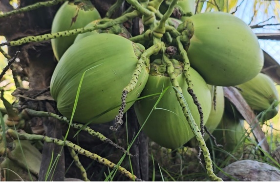 Cooperativismo, crédito e inovação elevam produção de coco e laranja no Sul de Sergipe