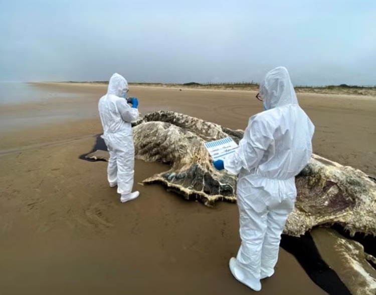 Baleia-jubarte de mais de 12 metros é encontrada morta no litoral de Sergipe