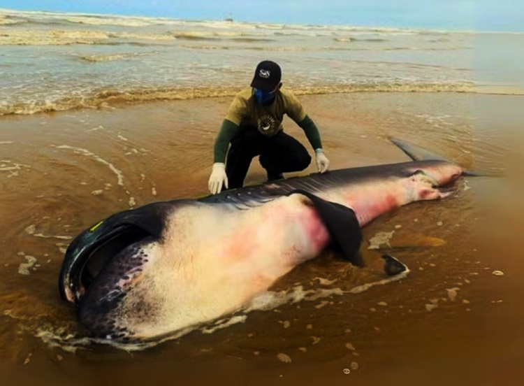 ‘É quase impossível encontrar um animal desses’, diz biólogo sobre tubarão raro encontrado em SE