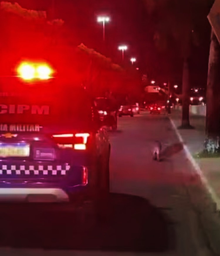 Capivara “Passeia” pelo Centro de Aracaju e ganha escolta policial
