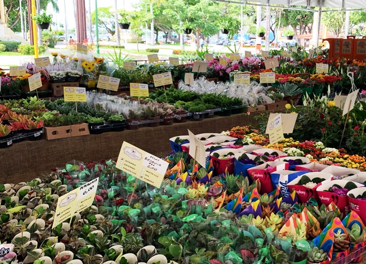 Feira de Flores de Holambra encanta Aracaju com mais de 200 espécies a partir de R$ 5